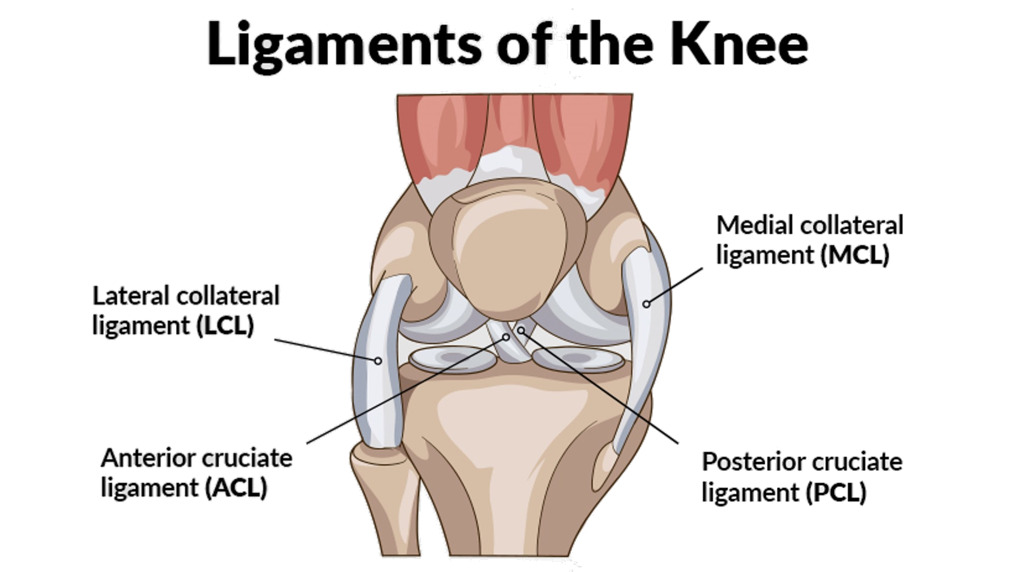 kneeligaments_png